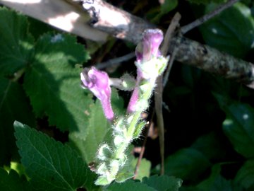 Scutellaria columnae